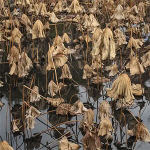 Disco Mercedes de José Madero